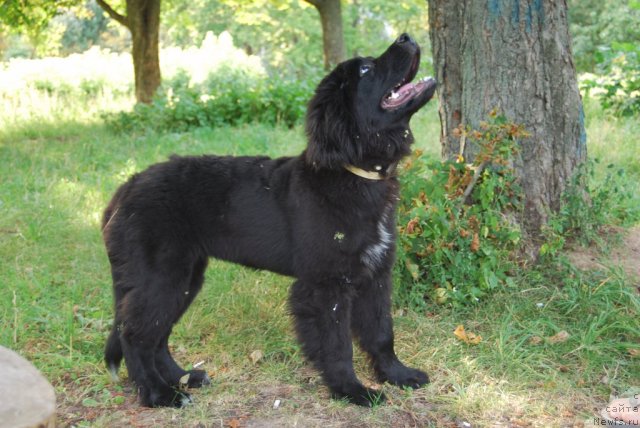 Фото: ньюфаундленд Супер Премиум Лав Ми Тендер