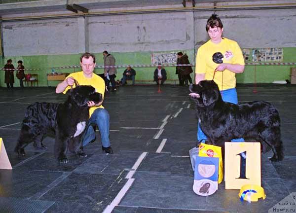 Фото: ньюфаундленд Плюшевая Панда Алекс Шоу (Plushevaya Panda Alex Show), ньюфаундленд Плюшевая Панда Анабелла Бьютифул (Plushevaya Panda Anabella Beautiful)