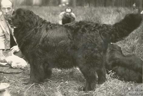 Фото: ньюфаундленд Трояна Мар
