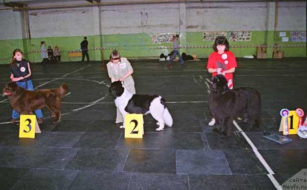 Фото: ньюфаундленд Яков Бурс с Берега Дона, ньюфаундленд Фиаметтахауз Волшебник Страны Роз (Fiamettahauz Volshebnik Strany Ros), ньюфаундленд Его Высочество от Сибирского Медведя (Ego Vysochestvo ot Sibirskogo Medvedja)