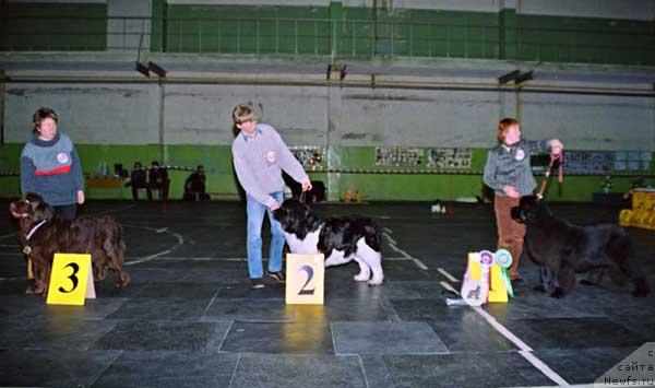 Фото: ньюфаундленд Обуш Шед Ханум (Obush Shed Hanum), ньюфаундленд Geminorum Undara, ньюфаундленд Велл Спирит Лилит (Vell Spirit Lillit)