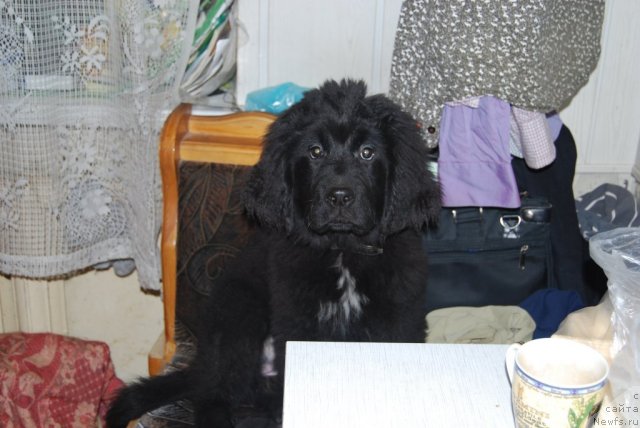 Фото: ньюфаундленд Супер Премиум Лав Ми Тендер