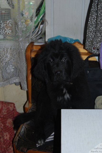 Фото: ньюфаундленд Супер Премиум Лав Ми Тендер