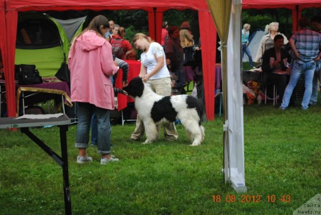 Фото: ньюфаундленд Callistos Blitzen