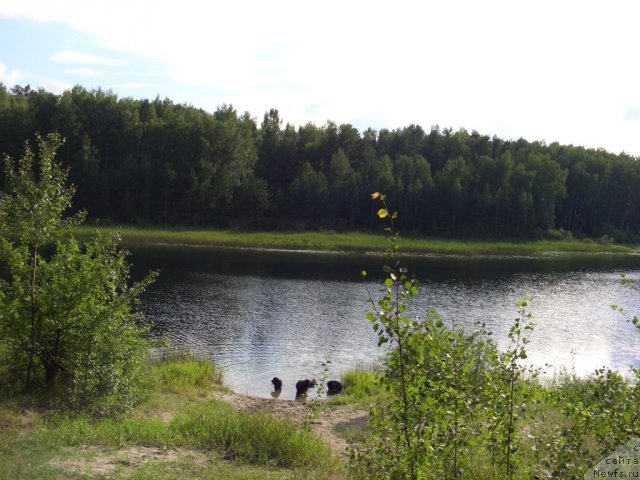 Фото: ньюфаундленд Акин Соул София, ньюфаундленд Лесная Сказка Лунная Соната, ньюфаундленд Анджел Викториус
