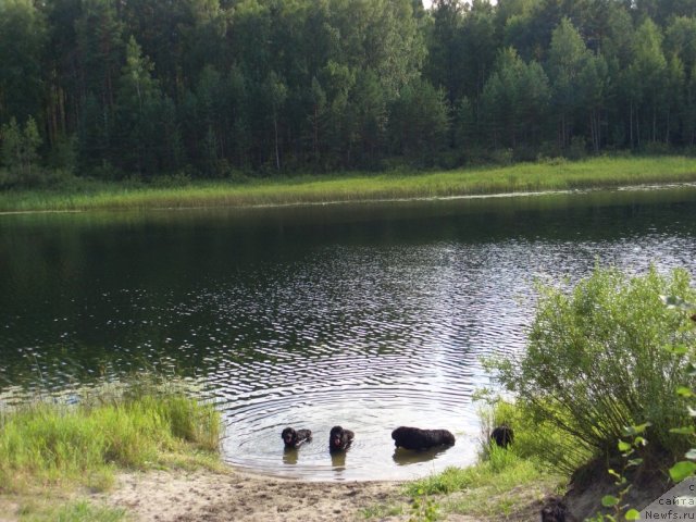 Фото: ньюфаундленд Акин Соул София, ньюфаундленд Лесная Сказка Лунная Соната, ньюфаундленд Анджел Викториус