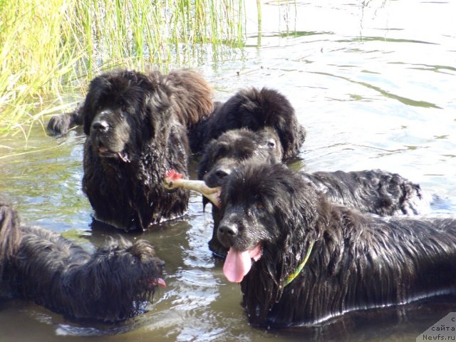Фото: ньюфаундленд Акин Соул София, ньюфаундленд Лесная Сказка Лунная Соната, ньюфаундленд Анджел Викториус, ньюфаундленд Барышня