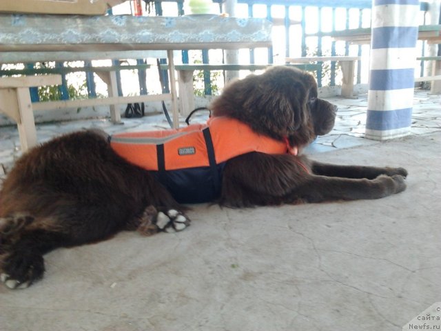 Фото: ньюфаундленд Акватория Келвин Селебрейшн