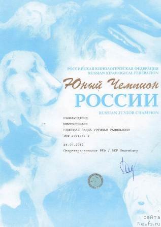 Фото: ньюфаундленд Плюшевая Панда Устинья Савельевна (Plushevaya Panda Ustinja Savelevna)