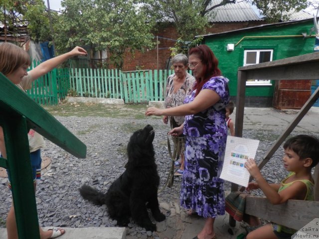 Фото: ньюфаундленд Ньюфорт Рози оф Май Дрим