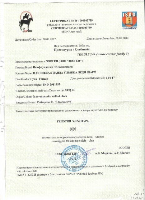 Фото: ньюфаундленд Плюшевая Панда Улыбка Леди Шарм (Plushevaya Panda Ulybka Ledi Scharm)