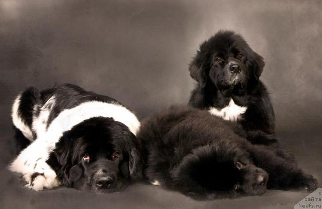 Фото: ньюфаундленд Питерньюф Продижи (Piternyuf Prodigy), ньюфаундленд Акватория Келвин Онли Лав (Aquatoriya Kelvin Only Love), ньюфаундленд Маг Исполин Лавина (Mag Ispolin Lavina)