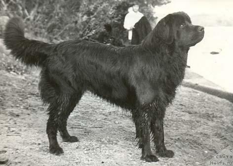 Фото: ньюфаундленд Антей