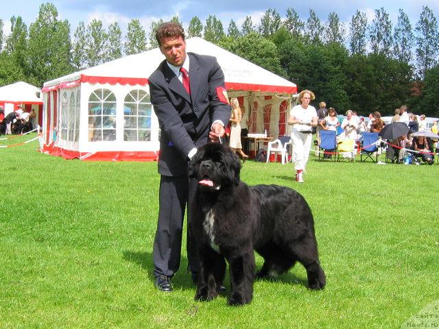 Фото: ньюфаундленд Skippers Extravagant King of Helluland