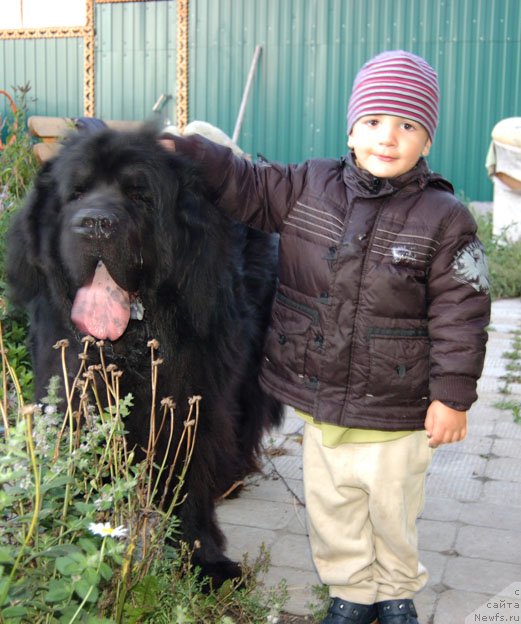 Фото: ньюфаундленд Сент Джонс Орфей