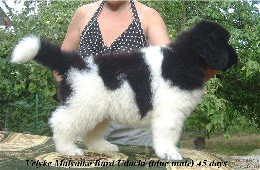 Фото: Velyke Malyatko Bard Udachi щенок от, ньюфаундленд Drive Me Crazy of Apachee's Home, ньюфаундленд Velyke Malyatko Yabluneva Krasunya