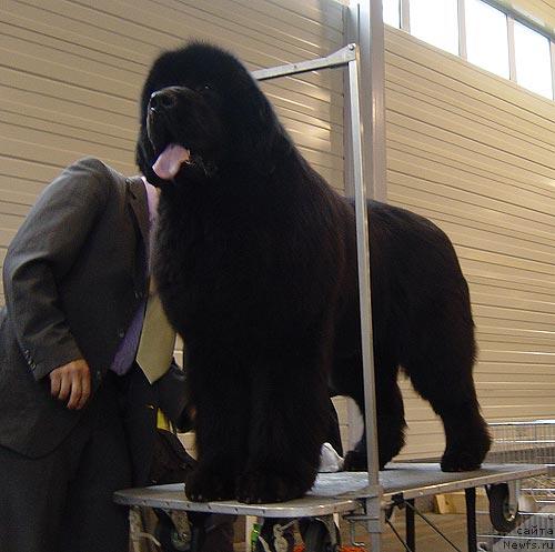 Фото: ньюфаундленд Black Pride Adonis from Skippers