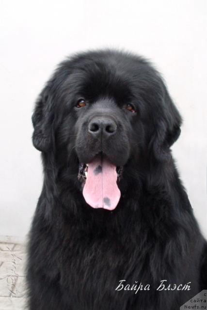 Фото: ньюфаундленд Байра Блэст (Baira Blest)