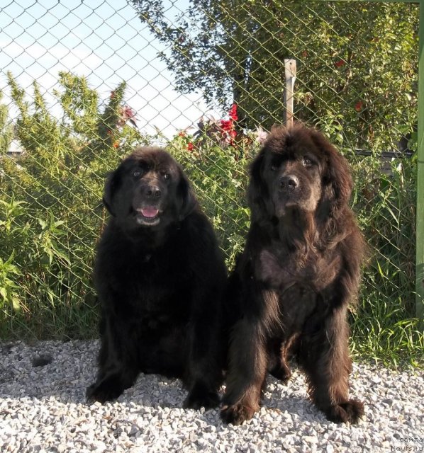 Фото: ньюфаундленд Александрия Келвин (Aleksandria Kelvin), ньюфаундленд Акванавт из Тихого Омута (Akvanavt iz Tihogo Omuta)