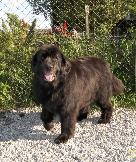 Фото: ньюфаундленд Александрия Келвин (Aleksandria Kelvin)