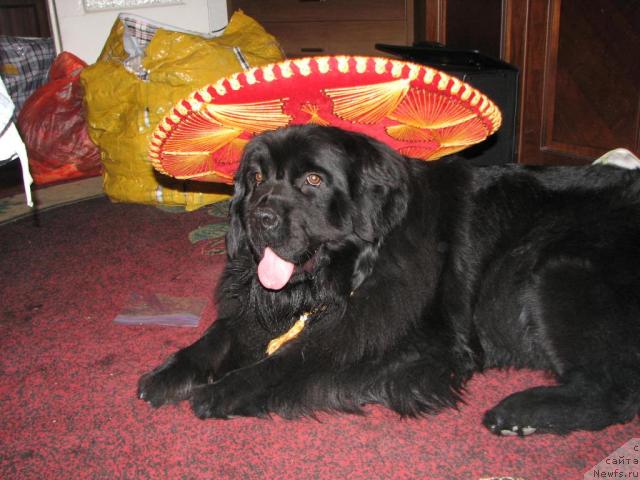 Фото: ньюфаундленд Оттава (Ottava)