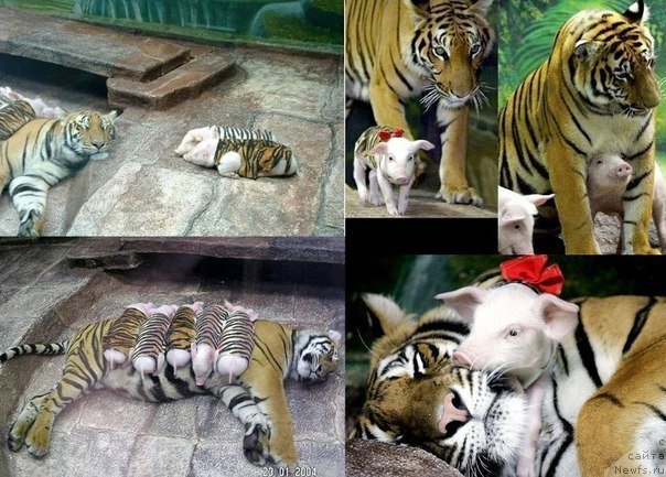 Фото: ньюфаундленд Бэлла Мосс Амадеус