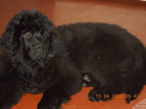 Фото: ньюфаундленд Бэлла Мосс Амадеус