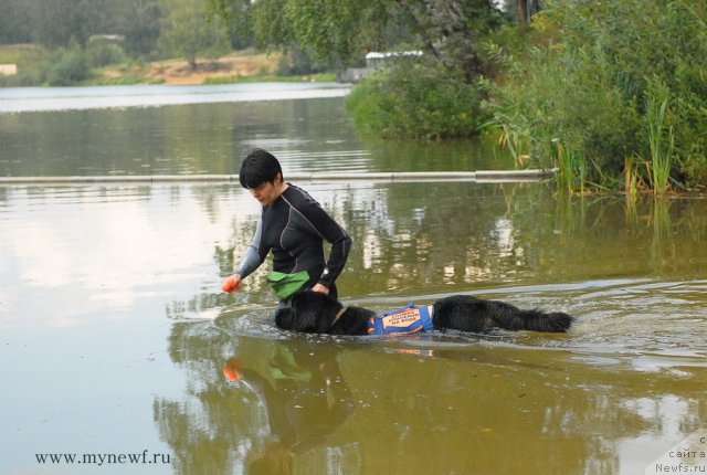 Фото: ньюфаундленд Белкондер-Клаб Угли-Бугли (Belkonder-Club Ugli-Boogli)