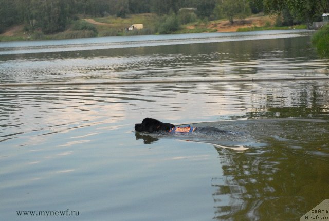 Фото: ньюфаундленд Белкондер-Клаб Угли-Бугли (Belkonder-Club Ugli-Boogli)