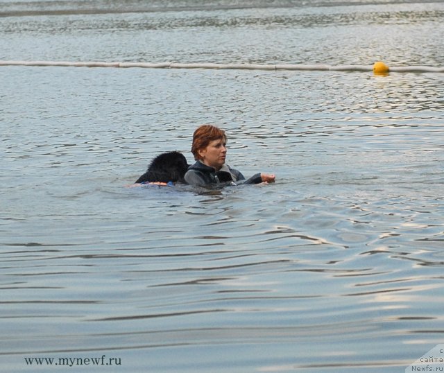Фото: ньюфаундленд Белкондер-Клаб Угли-Бугли (Belkonder-Club Ugli-Boogli)