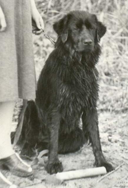 Фото: ньюфаундленд Тэрри