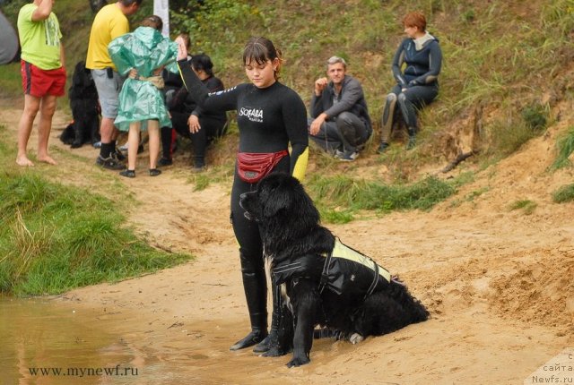 Фото: ньюфаундленд Bartez Beliy