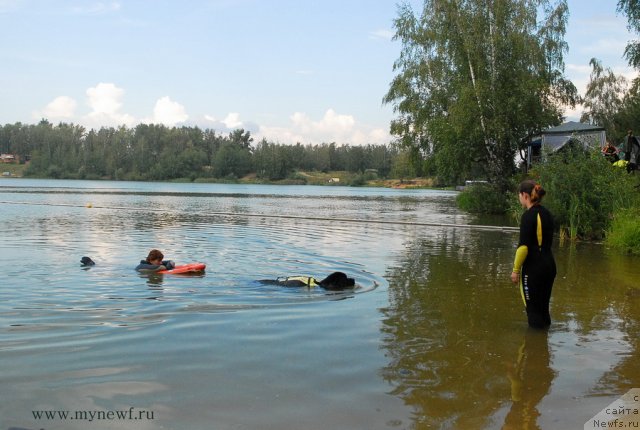 Фото: ньюфаундленд Bartez Beliy