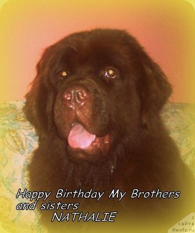 Фото: ньюфаундленд Фартовая Фишка с Берега Дона (Fartovaya Fishka s Berega Dona)