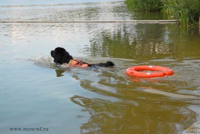 Фото: ньюфаундленд Мэджестик Гудсоул Ньюстарс Гиантисланд (Majestic Goodsoul Newstars Giantisland)