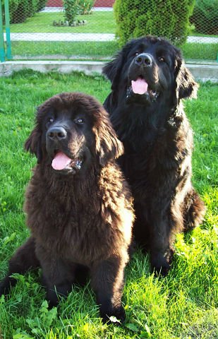 Фото: ньюфаундленд Тужур Бель, ньюфаундленд Чудная Красавица