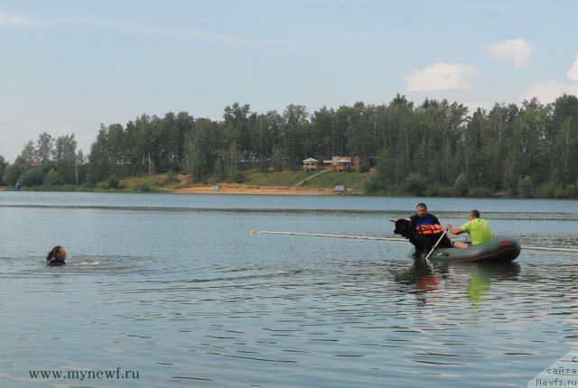 Фото: ньюфаундленд Мэджестик Гудсоул Ньюстарс Гиантисланд (Majestic Goodsoul Newstars Giantisland)