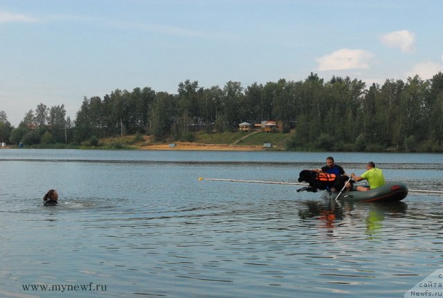 Фото: ньюфаундленд Мэджестик Гудсоул Ньюстарс Гиантисланд (Majestic Goodsoul Newstars Giantisland)