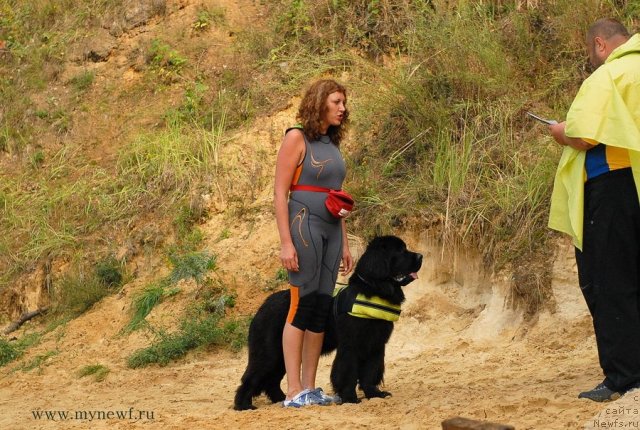 Фото: ньюфаундленд Вом Ватерфалл Лэнд Айя (Vom Waterfall Land Aya)