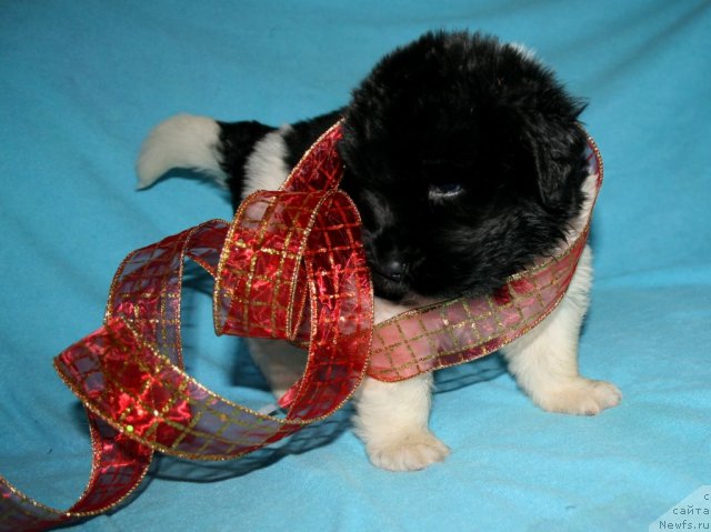 Фото: ньюфаундленд Фиаметтахауз Патриция