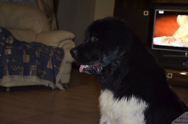 Фото: ЧЕРНЫЙ ШАРМ ВАНКУВЕР