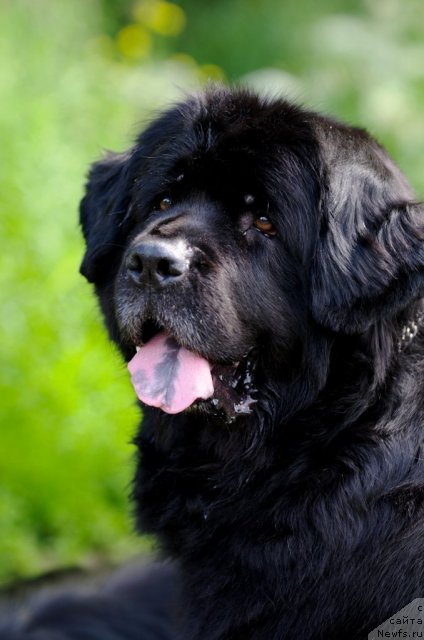 Фото: ньюфаундленд Арабелла Дочь Вивата