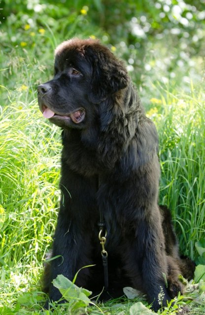 Фото: ньюфаундленд Принц Альфинский