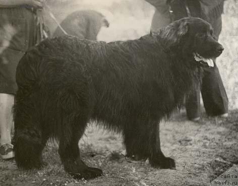 Фото: ньюфаундленд Боцман