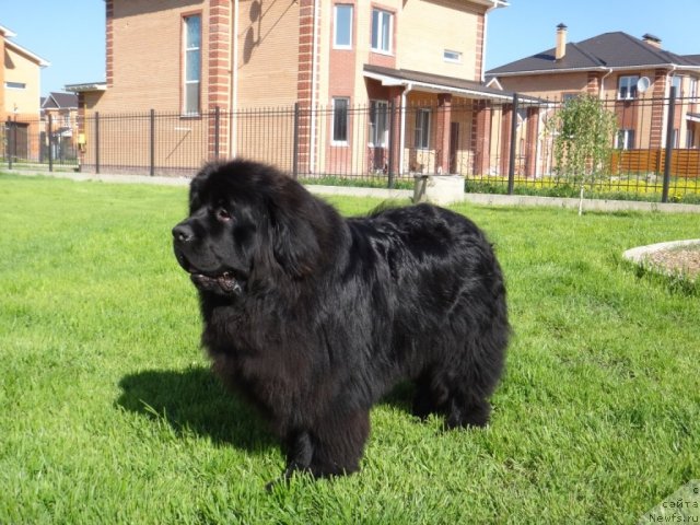 Фото: ньюфаундленд Мэджикал Оушен Женьшень