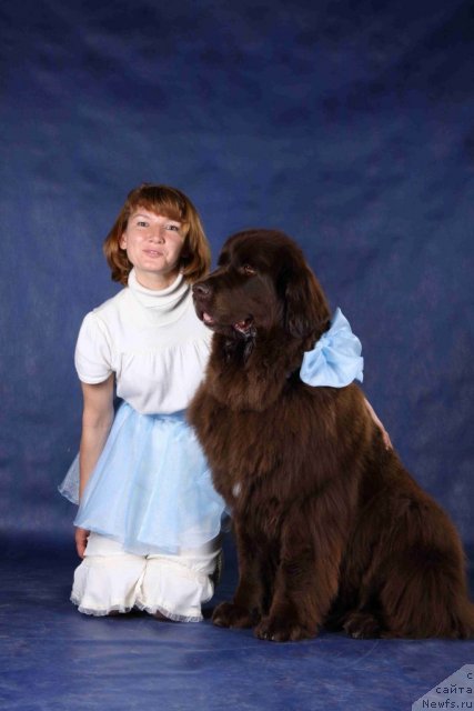 Фото: ньюфаундленд Фанньюф Глория Дей, Марина Новоселова