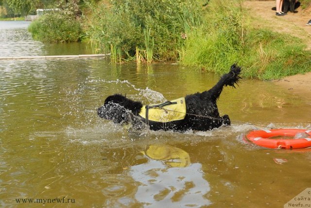 Фото: ньюфаундленд Вом Ватерфалл Лэнд Айя (Vom Waterfall Land Aya)