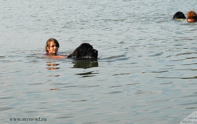 Фото: ньюфаундленд Питерньюф Еверест