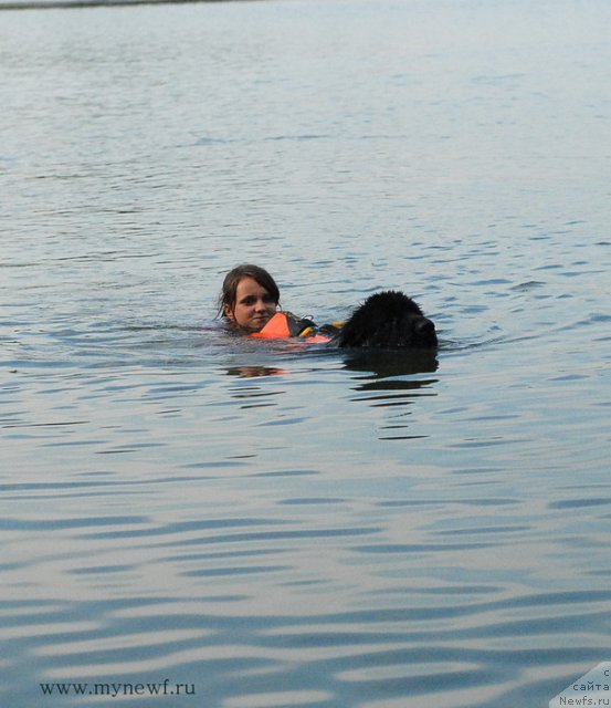 Фото: ньюфаундленд Питерньюф Еверест