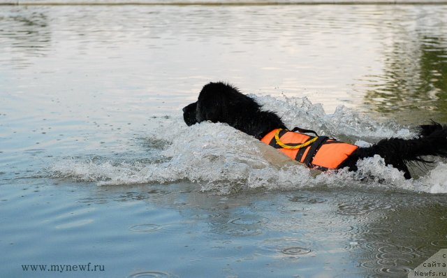 Фото: ньюфаундленд Питерньюф Еверест